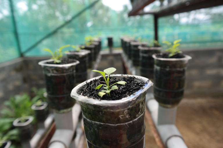 Hydroponic gardening and DIY for home-based healthy nutrition