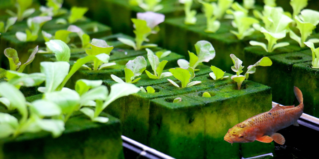 aquaponic