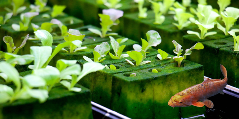 aquaponic