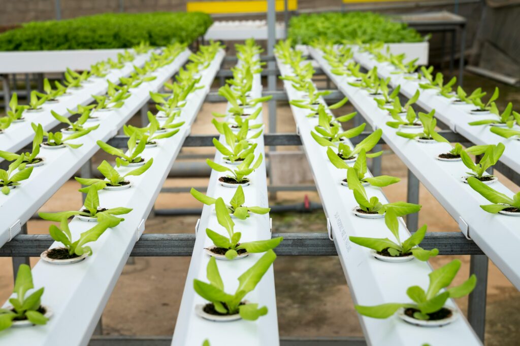 An Ultimate Guide to Hydroponic Farming and Its Benefits