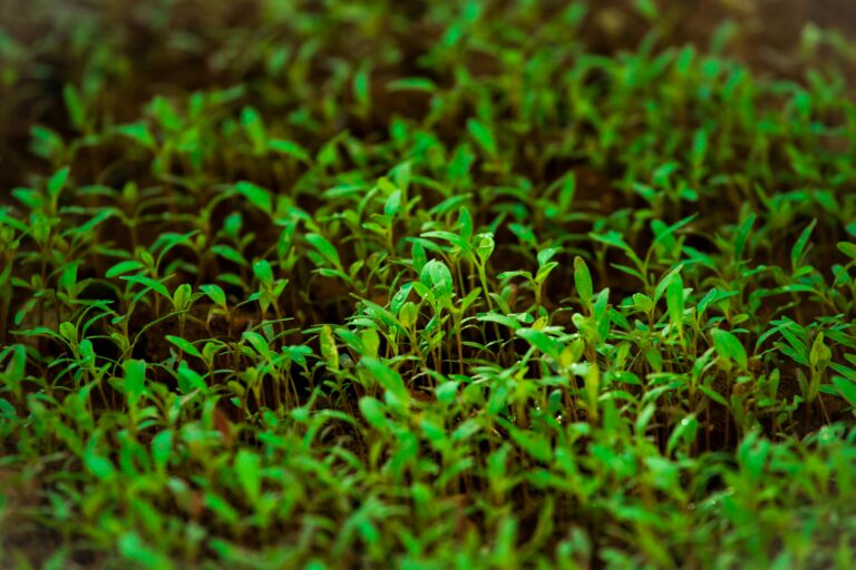 microgreens